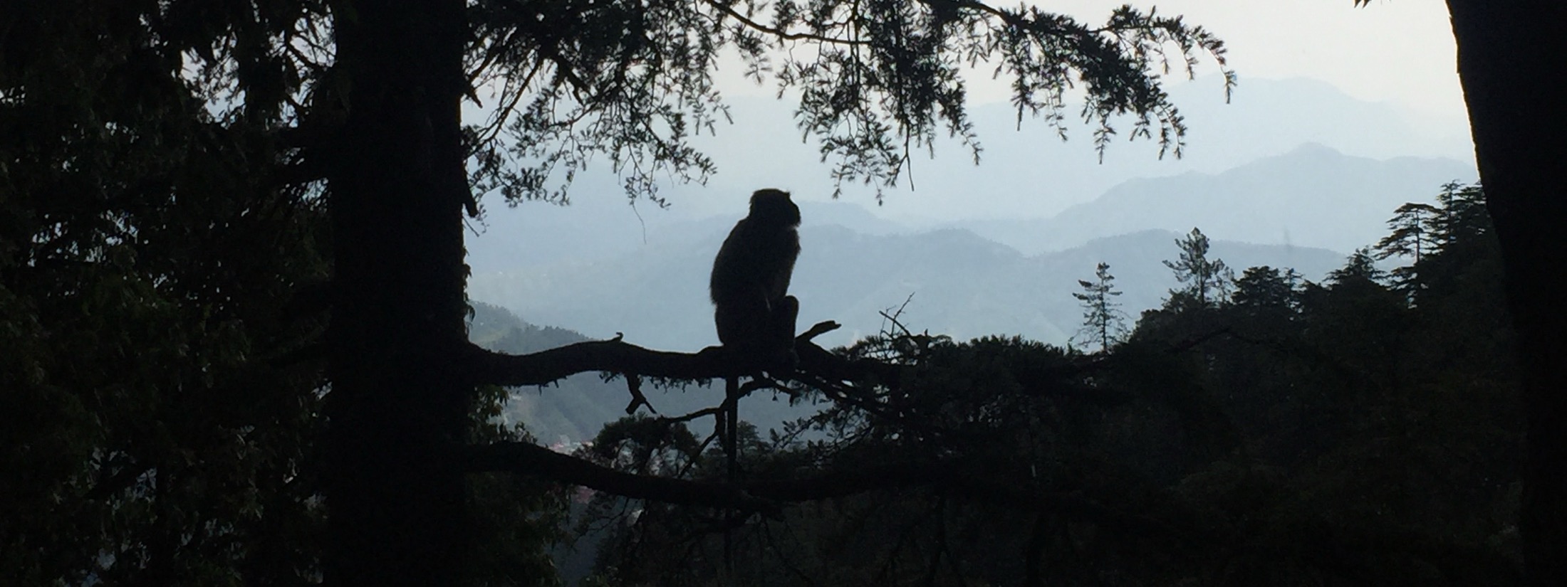 Singe en silhouette sur une branche face aux montagnes indiennes — Le Singe brûlé